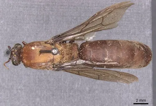 Dorylus mandibularis specimen CASENT0911338 image casent0911338_1