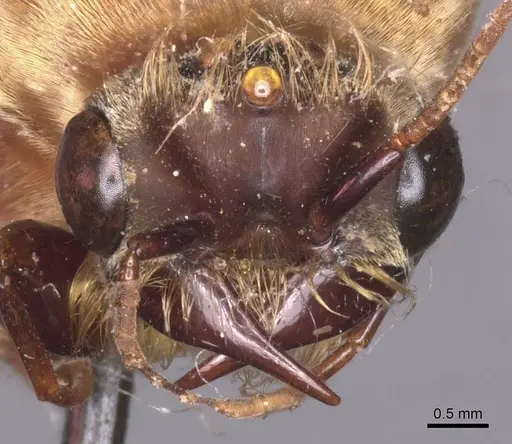 Dorylus mandibularis specimen CASENT0911338 image casent0911338_2