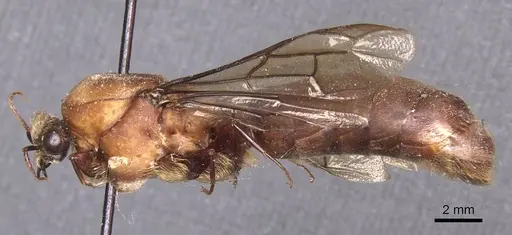 Dorylus mandibularis specimen CASENT0911338 image casent0911338_3