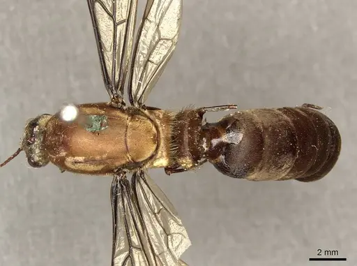 Dorylus mandibularis specimen CASENT0915644 image casent0915644_1