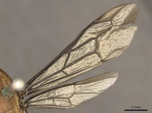 Dorylus mandibularis specimen CASENT0915644 image casent0915644_3