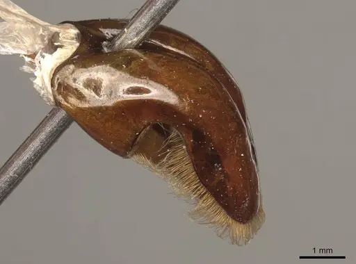 Dorylus mandibularis specimen CASENT0915644 image casent0915644_4