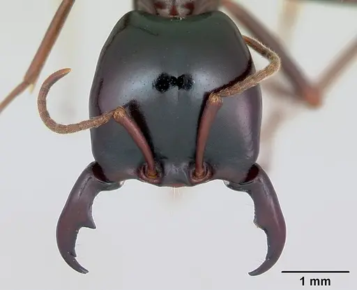 Dorylus mayri specimen CASENT0172639 image casent0172639_2