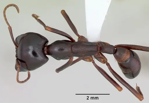 Dorylus mayri specimen CASENT0172640 image casent0172640_1