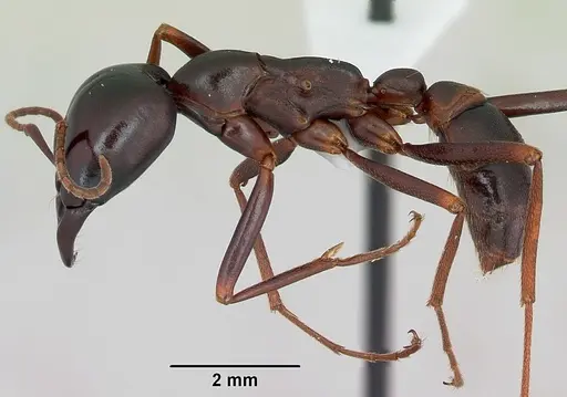 Dorylus mayri specimen CASENT0172640 image casent0172640_3