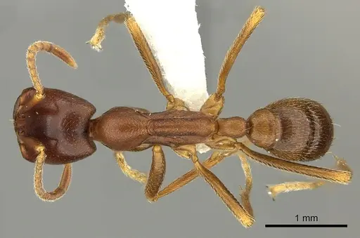Dorylus mayri specimen CASENT0235179 image casent0235179_1