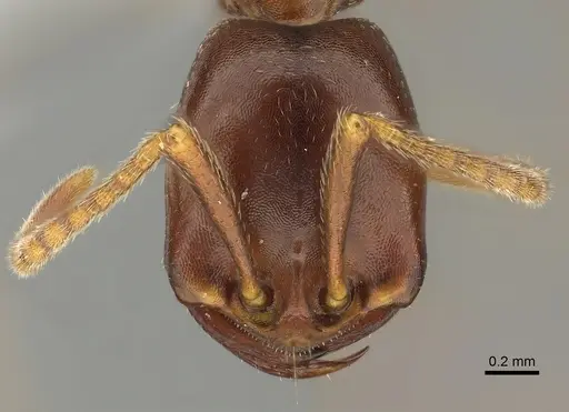 Dorylus mayri specimen CASENT0235179 image casent0235179_2