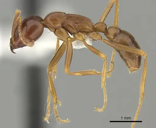 Dorylus mayri specimen CASENT0235179 image casent0235179_3