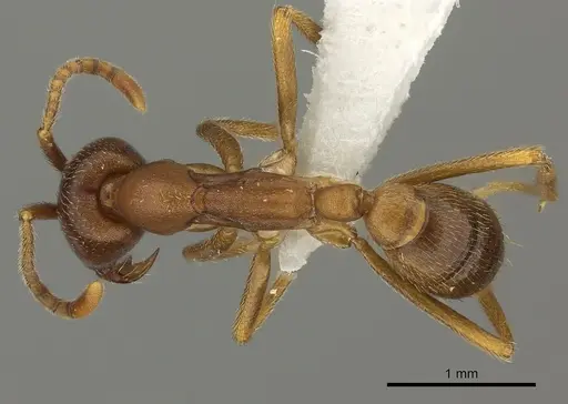 Dorylus mayri specimen CASENT0235180 image casent0235180_1