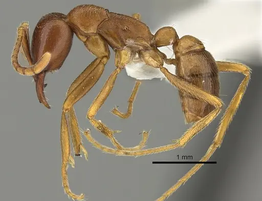 Dorylus mayri specimen CASENT0235180 image casent0235180_3
