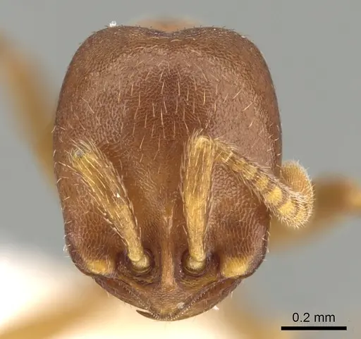 Dorylus mayri specimen CASENT0249429 image casent0249429_2