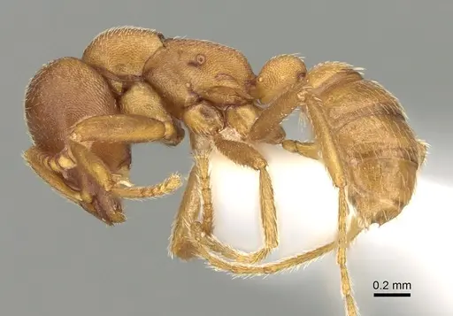 Dorylus mayri specimen CASENT0249429 image casent0249429_3