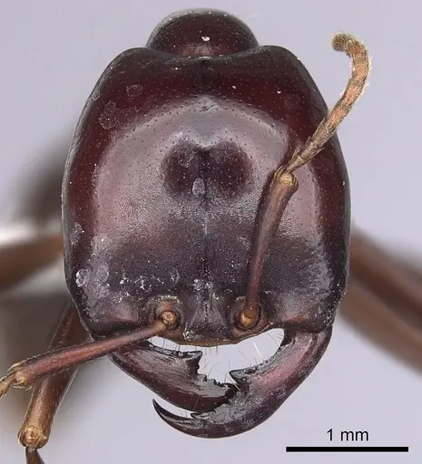 Dorylus mayri specimen CASENT0249430 image casent0249430_2