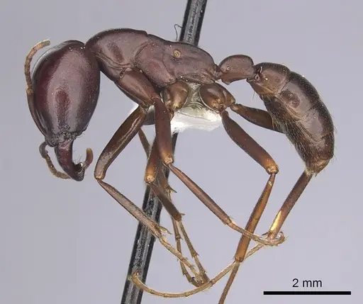 Dorylus mayri specimen CASENT0249430 image casent0249430_3