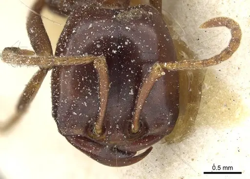 Dorylus mayri specimen CASENT0911304 image casent0911304_2