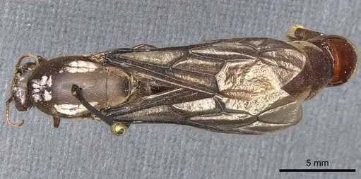 Dorylus moestus specimen CASENT0903705 image casent0903705_1