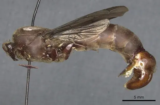 Dorylus moestus specimen CASENT0903705 image casent0903705_3