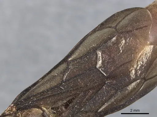 Dorylus moestus specimen CASENT0903705 image casent0903705_4