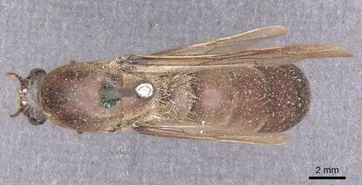 Dorylus moestus specimen CASENT0911339 image casent0911339_1