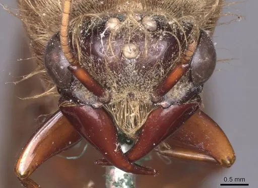 Dorylus moestus specimen CASENT0911339 image casent0911339_2