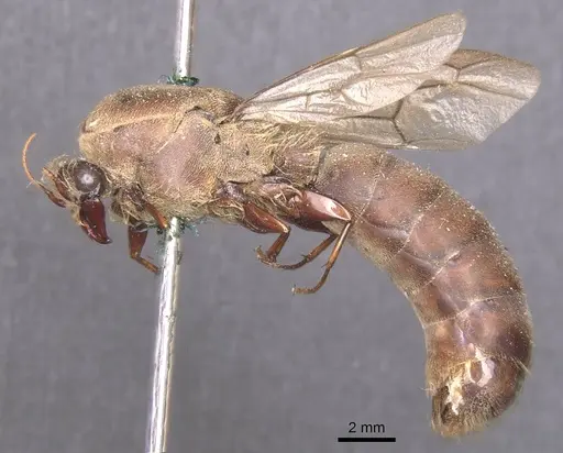 Dorylus moestus specimen CASENT0911339 image casent0911339_3