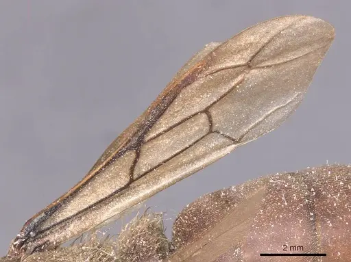 Dorylus moestus specimen CASENT0911339 image casent0911339_4