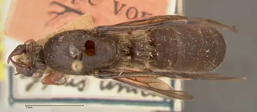 Dorylus moestus specimen FOCOL0587 image focol0587_1