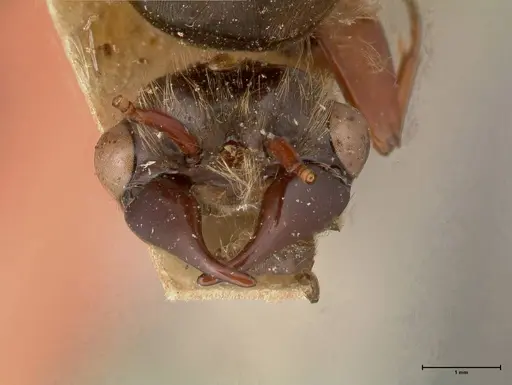 Dorylus moestus specimen FOCOL0587 image focol0587_2