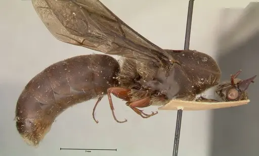 Dorylus moestus specimen FOCOL0587 image focol0587_3