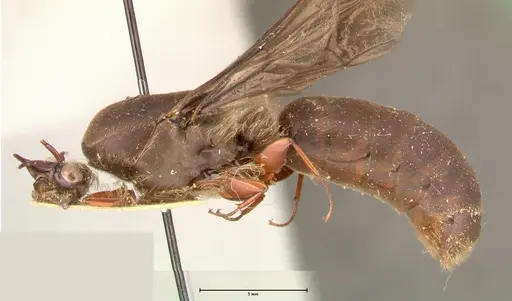 Dorylus moestus specimen FOCOL0587 image focol0587_4