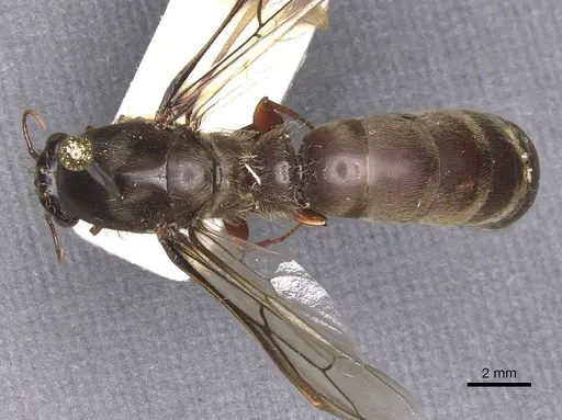 Dorylus moestus specimen RMCAENT000017705 image rmcaent000017705_1
