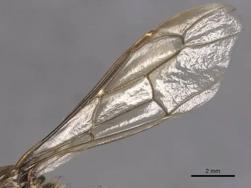 Dorylus moestus specimen RMCAENT000017705 image rmcaent000017705_4