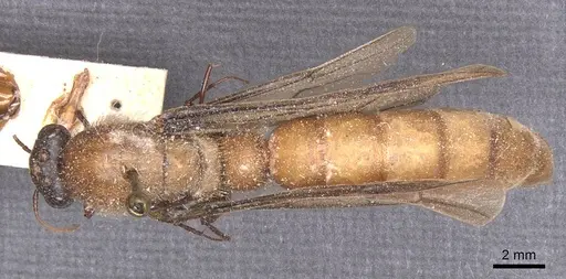 Dorylus montanus specimen CASENT0911282 image casent0911282_1