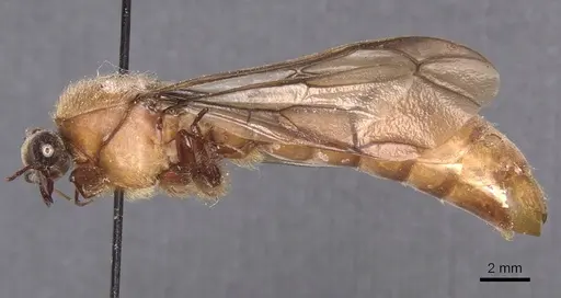 Dorylus montanus specimen CASENT0911282 image casent0911282_3