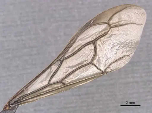 Dorylus montanus specimen CASENT0911282 image casent0911282_4