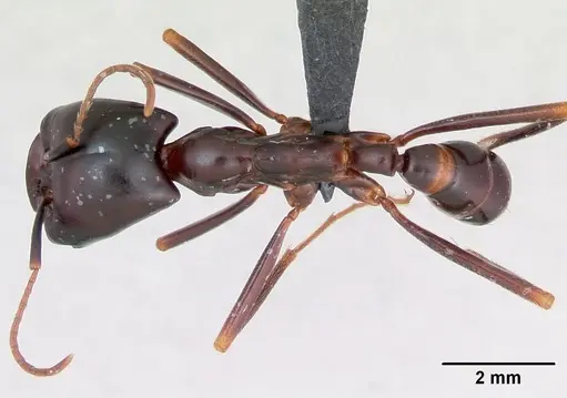Dorylus nigricans specimen CASENT0006798 image casent0006798_1