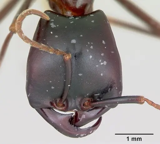Dorylus nigricans specimen CASENT0006798 image casent0006798_2