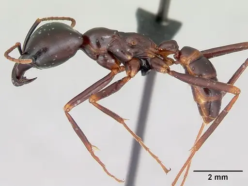 Dorylus nigricans specimen CASENT0006798 image casent0006798_3