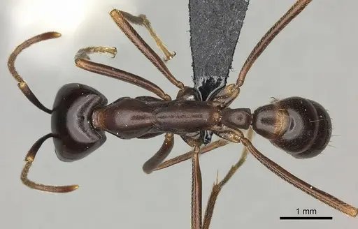 Dorylus nigricans specimen CASENT0094072 image casent0094072_1
