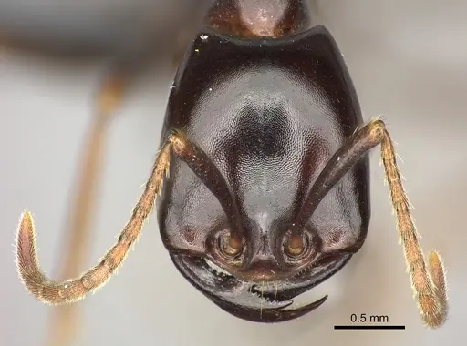Dorylus nigricans specimen CASENT0094072 image casent0094072_2