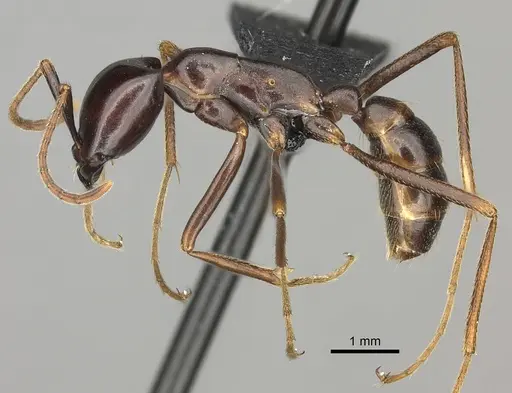 Dorylus nigricans specimen CASENT0094072 image casent0094072_3