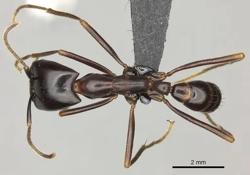 Dorylus nigricans specimen CASENT0094081 image casent0094081_1