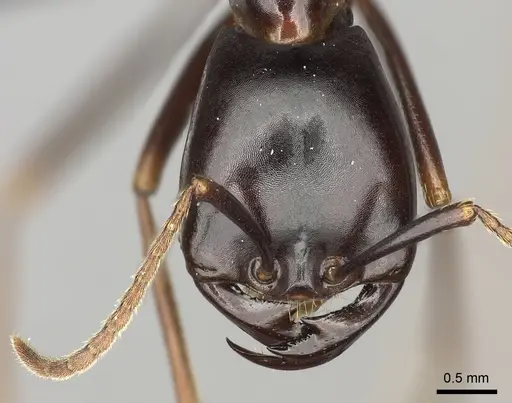 Dorylus nigricans specimen CASENT0094081 image casent0094081_2