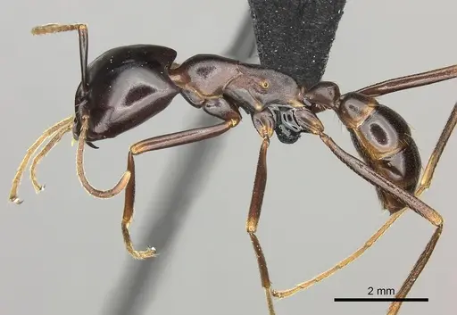 Dorylus nigricans specimen CASENT0094081 image casent0094081_3
