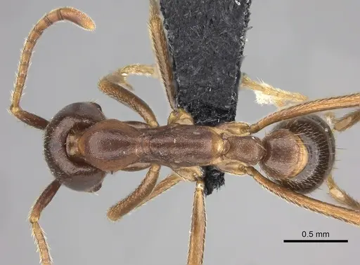 Dorylus nigricans specimen CASENT0094099 image casent0094099_1