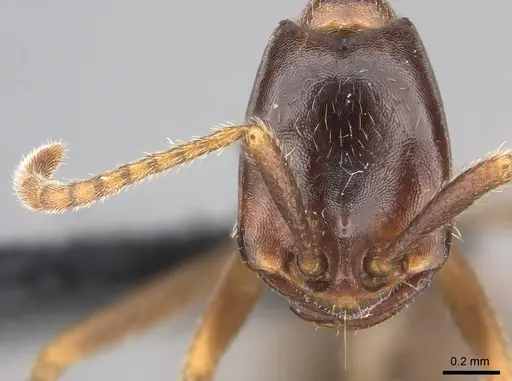 Dorylus nigricans specimen CASENT0094099 image casent0094099_2