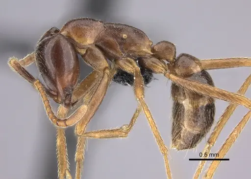 Dorylus nigricans specimen CASENT0094099 image casent0094099_3