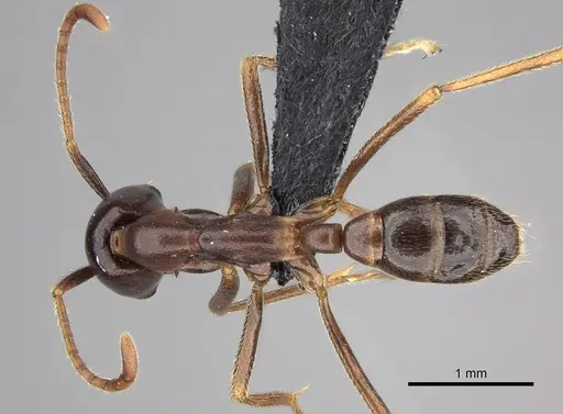 Dorylus nigricans specimen CASENT0094100 image casent0094100_1