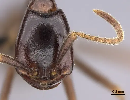 Dorylus nigricans specimen CASENT0094100 image casent0094100_2