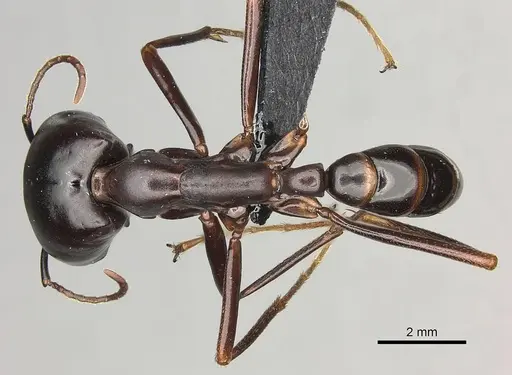 Dorylus nigricans specimen CASENT0094125 image casent0094125_1